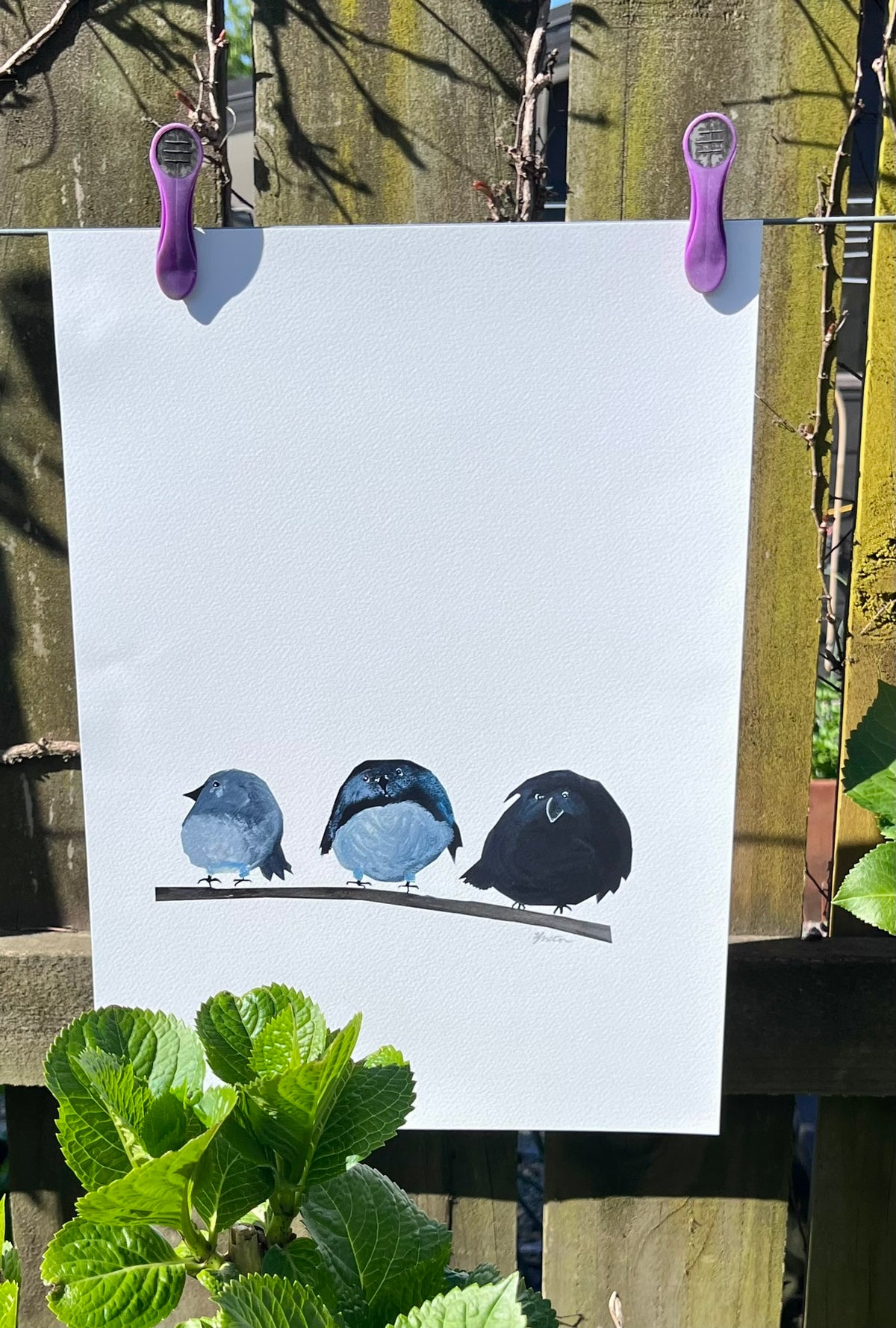 A ROUND OF ROBINS